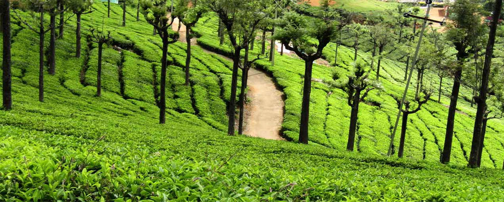 about Leisure Trips